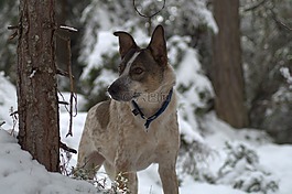 狗,雪,森林
