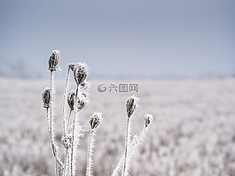 植物,凍結,冬天