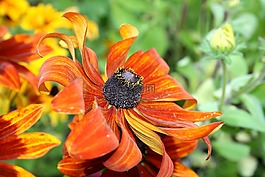 花園,太陽(yáng)花,布盧姆