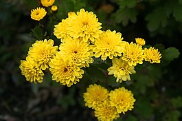 花卉,花園,黃色