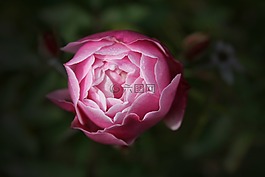 玫瑰,牡丹,花園