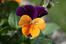 花卉,花園,黃色
