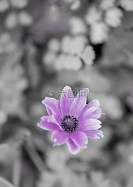 野生花卉,紫色的,開花