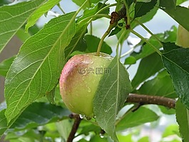 蘋果,開始聞到,夏季