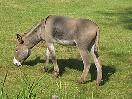驢,動物,農(nóng)場