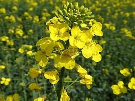 油菜,開花,黃色