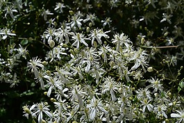 鐵線蓮,鮮花,春