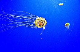 果凍魚,格魯吉亞,水族館