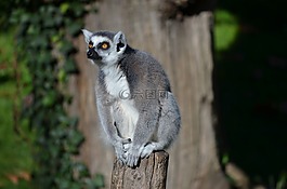 環(huán)尾狐猴,狐猴,動物園