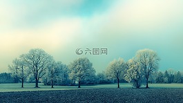 樹,性質(zhì),景觀