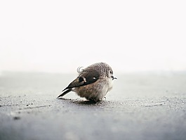鳥,動物,可愛
