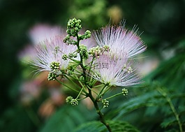 花,秋,秋天