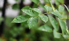 綠色,樹,雨滴