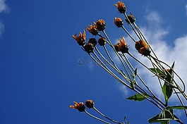自然,天空,藍色