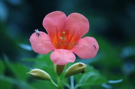 紅色,花,蜜蜂