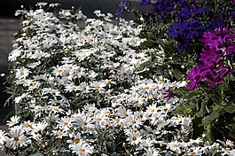 雛菊,leucanthemum,鮮花