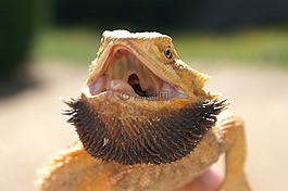 pogona,爬行動物,蜥蜴