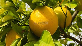 橙色,樹(shù),自然