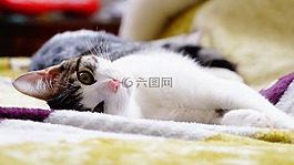 投標(biāo),可愛的動(dòng)物,可愛的貓咪