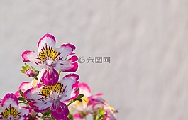 bauernorchidee,阳台植物,粉红色