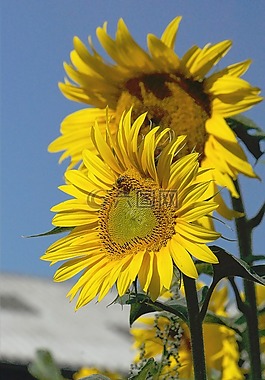 太陽花,性質,花