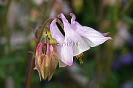 鴿的,花,開花
