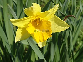 花,喇叭水仙,春天