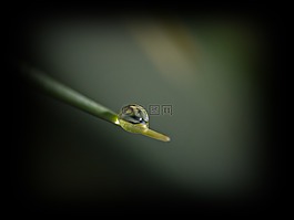 füszál,露珠,黎明