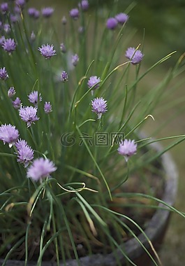 細香蔥,開花,花