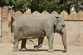 動物,哺乳動物,性質