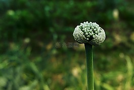 花,花園,香蔥