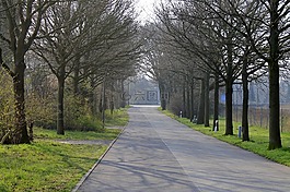 路,大道,樹木