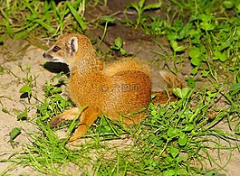 哺乳動物,貓鼬,動物