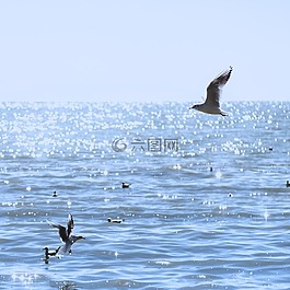 海鷗,自然,鳥類