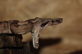 皇帝蛇,boa,蛇