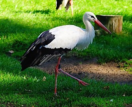 鳥,鸛,動物