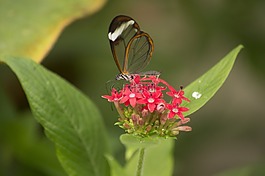 蝴蝶,昆虫,玻璃蝴蝶