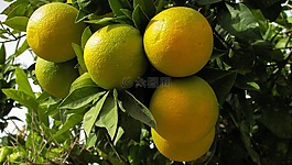 橙色,樹(shù),自然