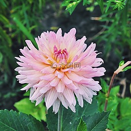 鮮花,花園,大麗花