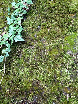 苔,常春藤,石墻