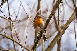 羅賓,rotbrüstchen,鳥
