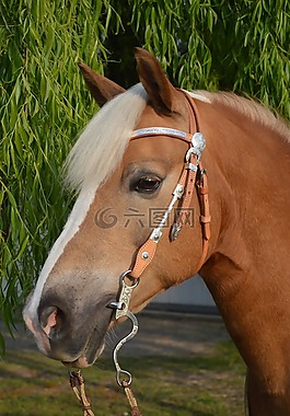 haflinger,马,马头