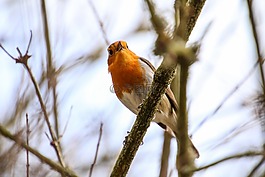 羅賓,rotbrüstchen,鳥