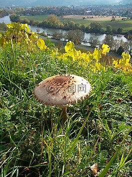 蘑菇,草地,鮮花