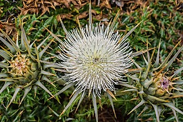 cardoon,花,植物