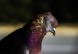 鴿子,鳥,自然