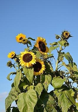 向日葵,花,自然