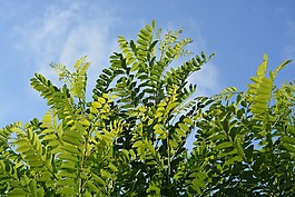 葉,葉子,性質(zhì)