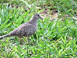 鳥,野生動物,銀色的鴿子