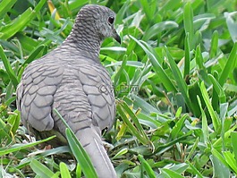 鳥,銀色的鴿子,野生動物